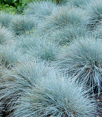 🌿 Festuca glauca "Eisvogel"