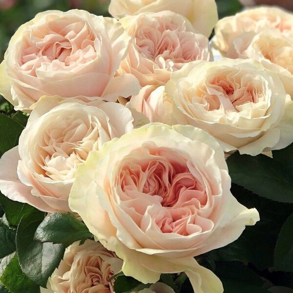 Шифон — Chiffon