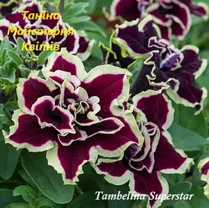 Петунія махрова Tumbelina Superstar (в горщику р.11).