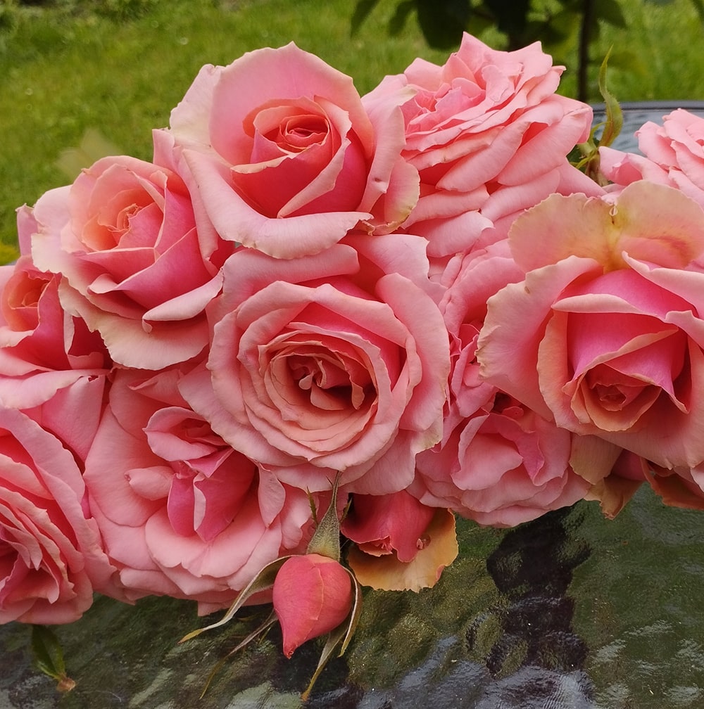 Поезія (Poesie)