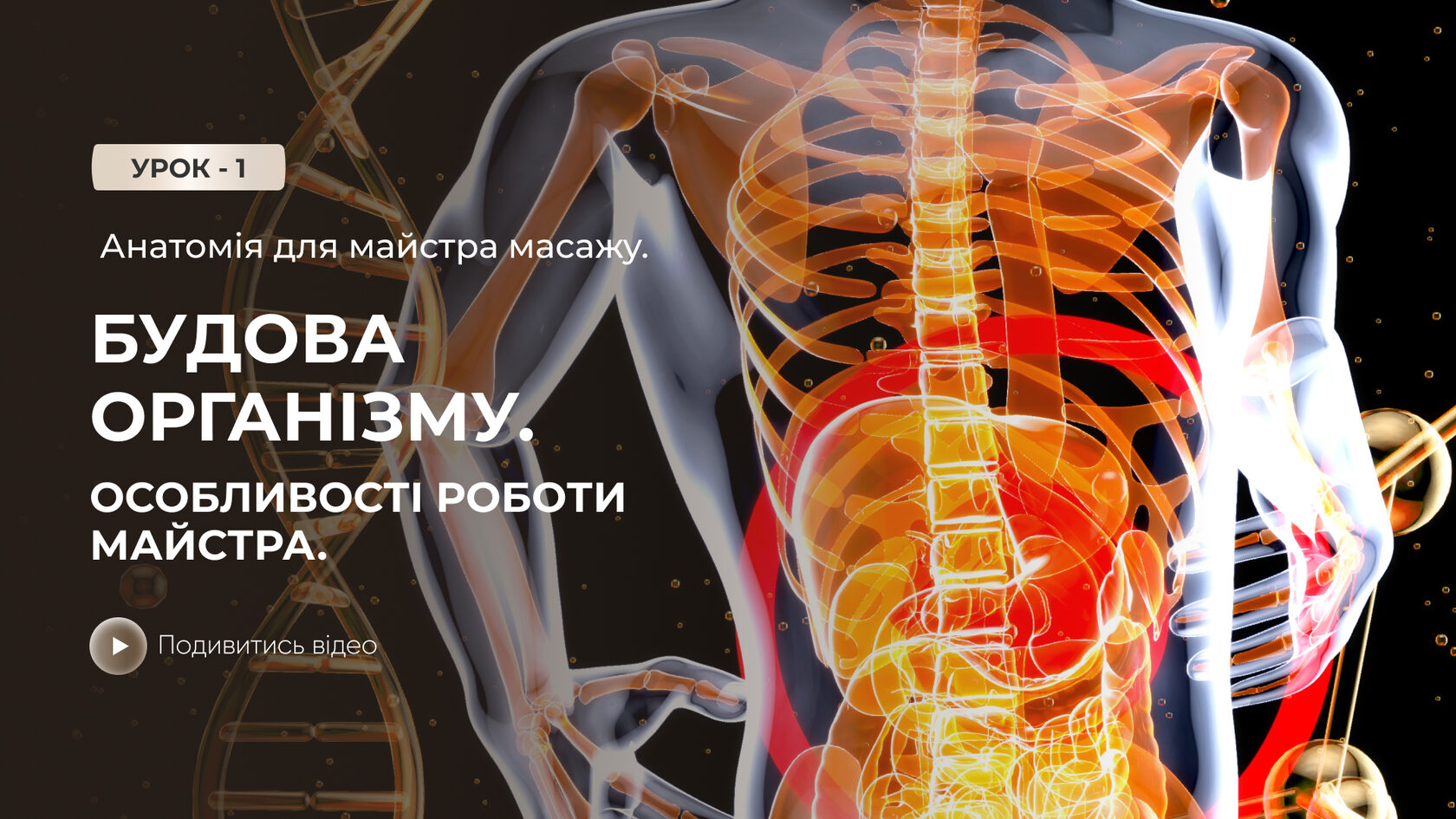 Онлайн-урок: Анатомія для майстра масажу. Будова організму. Особливості роботи майстра