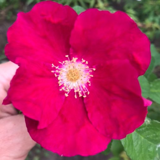 Враження — Vrazhennia