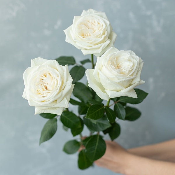 Жанна Моро — Jeanne Moreau