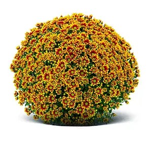 Хризантема дрібноквіткова горшкова Ciotat Red Gold.