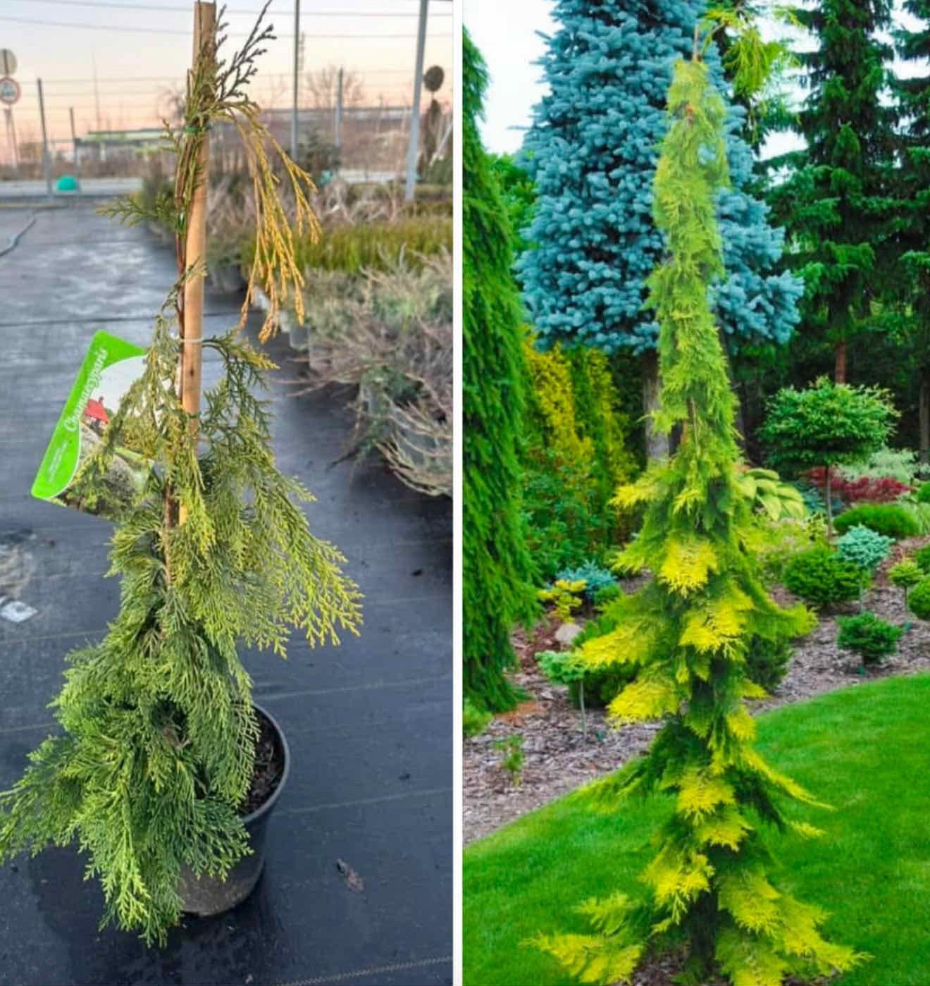 Кипарисовик сльози Філіпа 50 см 3 л