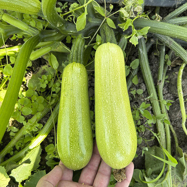 ІМПЕРАТОР F1, IMPERATOR F1  кабачок, 500  насінин, Sakata