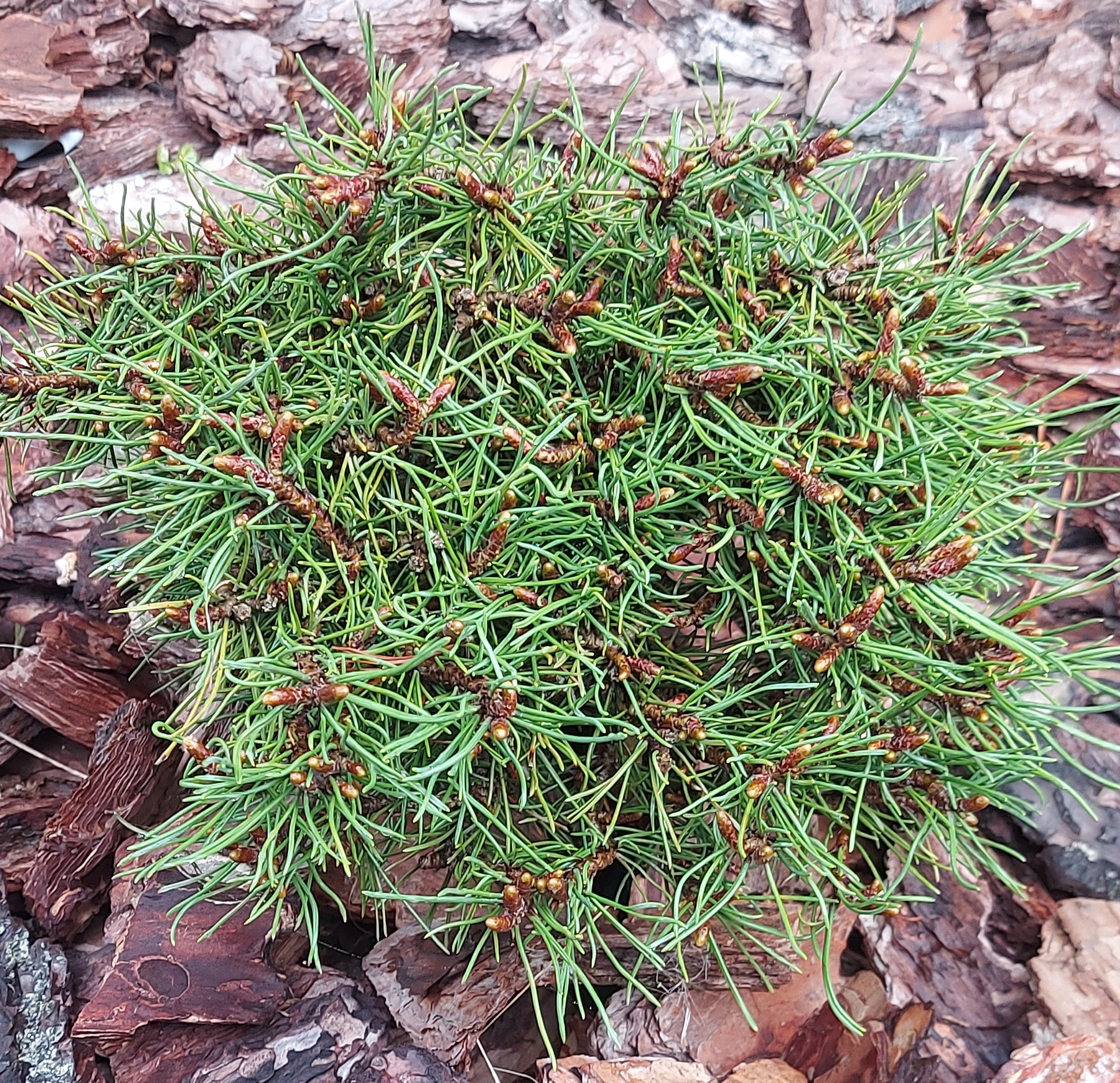 Сосна гірська 'Дикобраз'  (Pinus mugo 'Dikobraz')