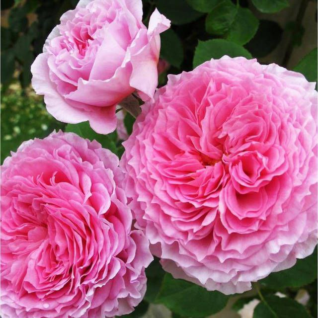 Джеймс Гелвей (James Galway)