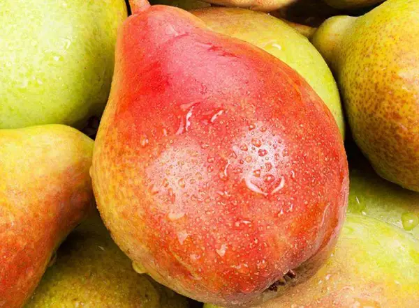 Груша Бере Жифар