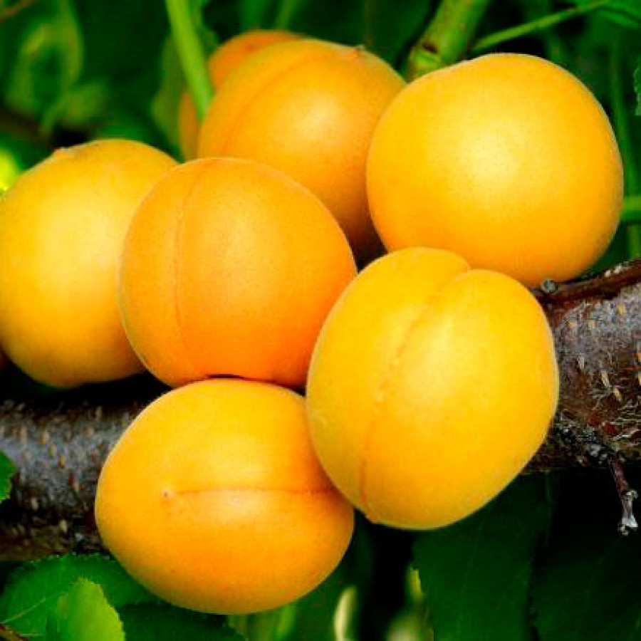 Абрикос Ананасний