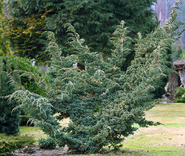 🌿 Ялівець середній 'Meyerii' (Juniperus × media 'Meyerii') в горщику Р9