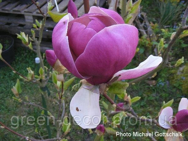 Магнолія 'Purple Planets' (Magnolia 'Purple Planets') 75-110 С5