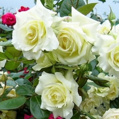 Троянда плетиста Ельф