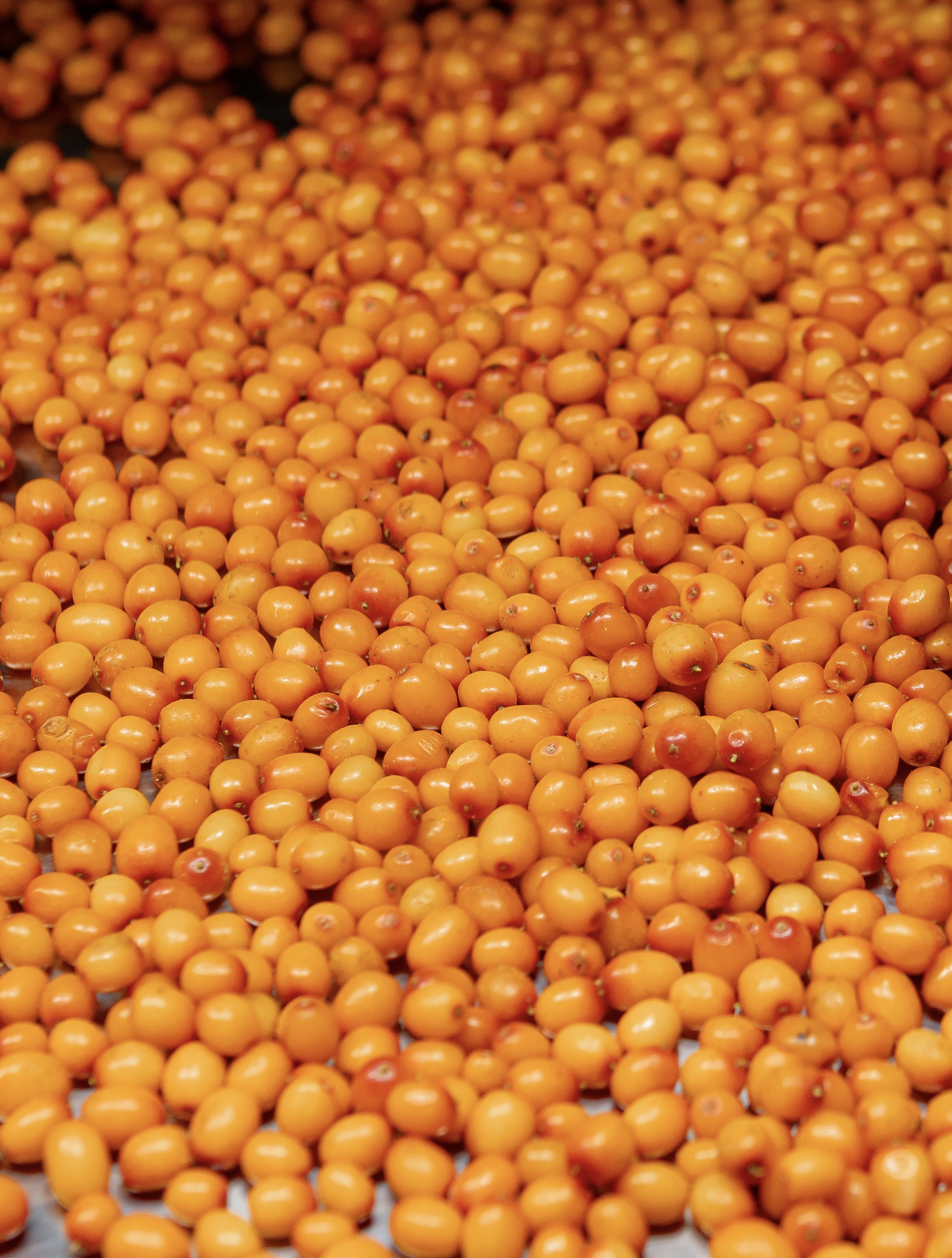 Sea-buckthorn berry