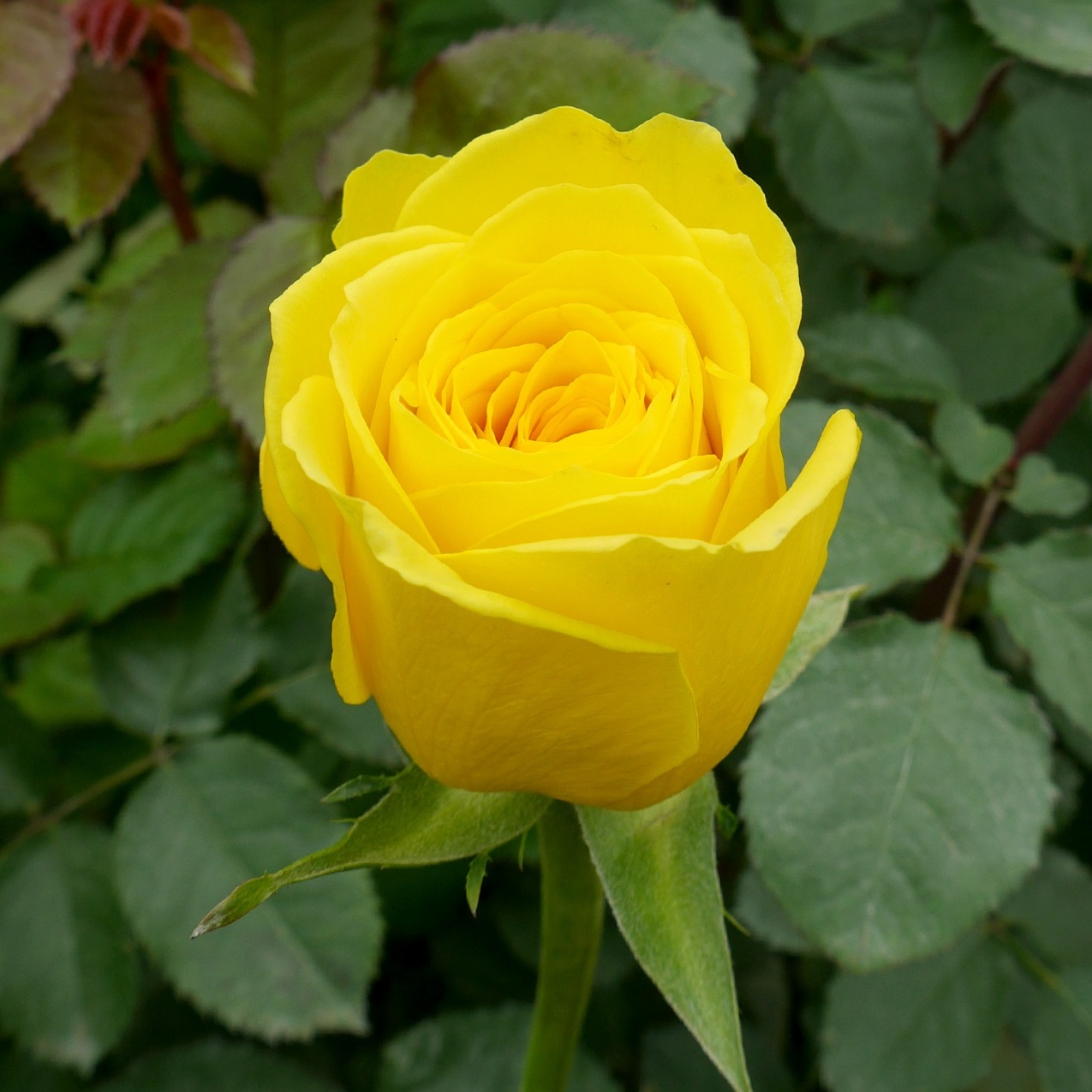 Голдфінч - Goldfinch