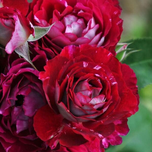 Бель де Сегоза — Belle de Segosa