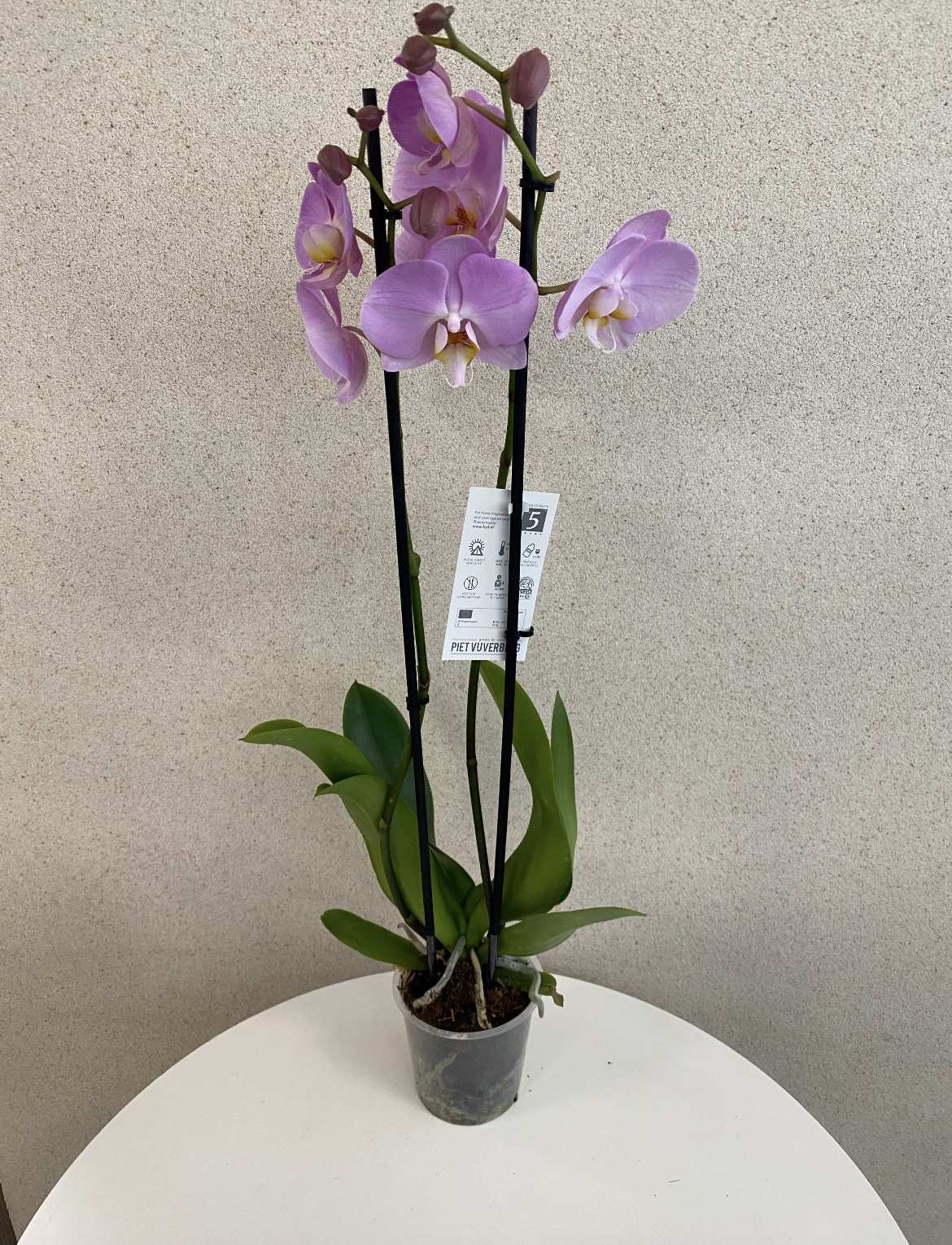 Phalaenopsis