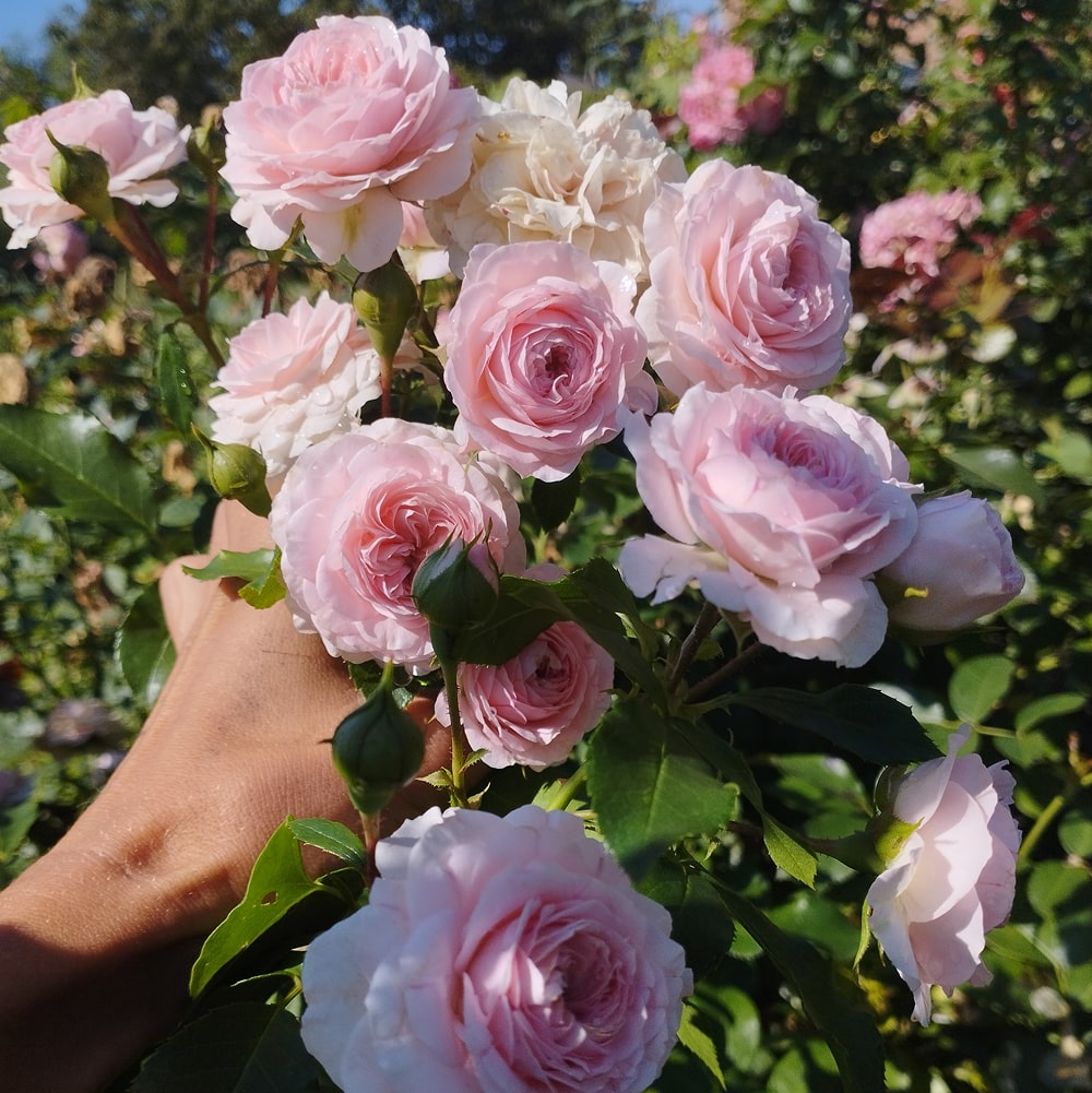 Лариса (Larissa)