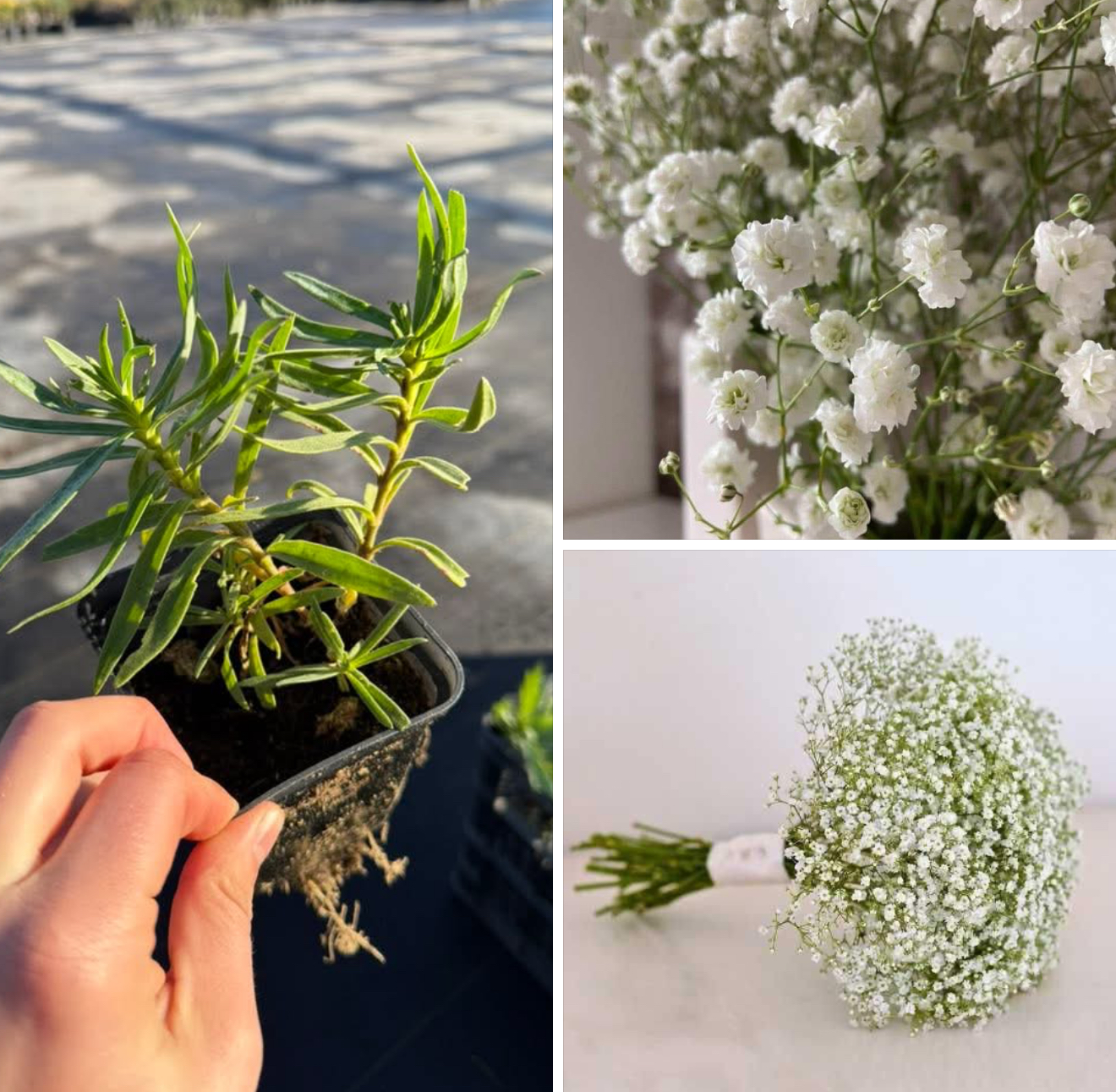 Гіпсофіла махрова