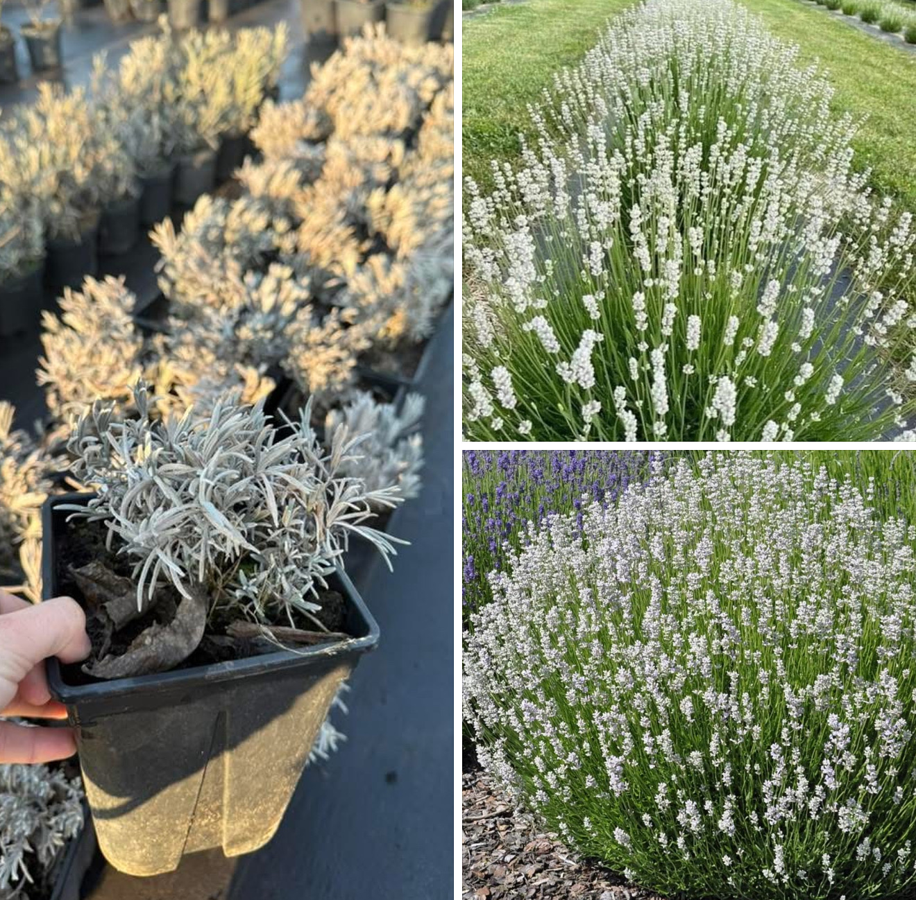 Лавандин едельвейс 2 л