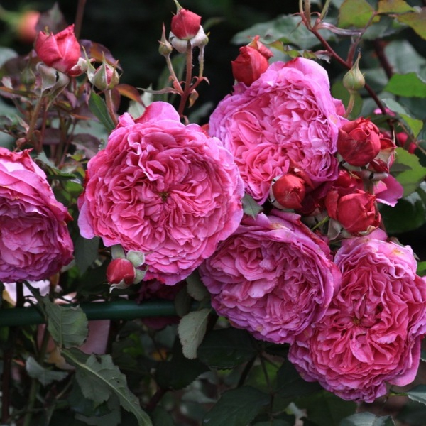 Вентіло — Ventilo