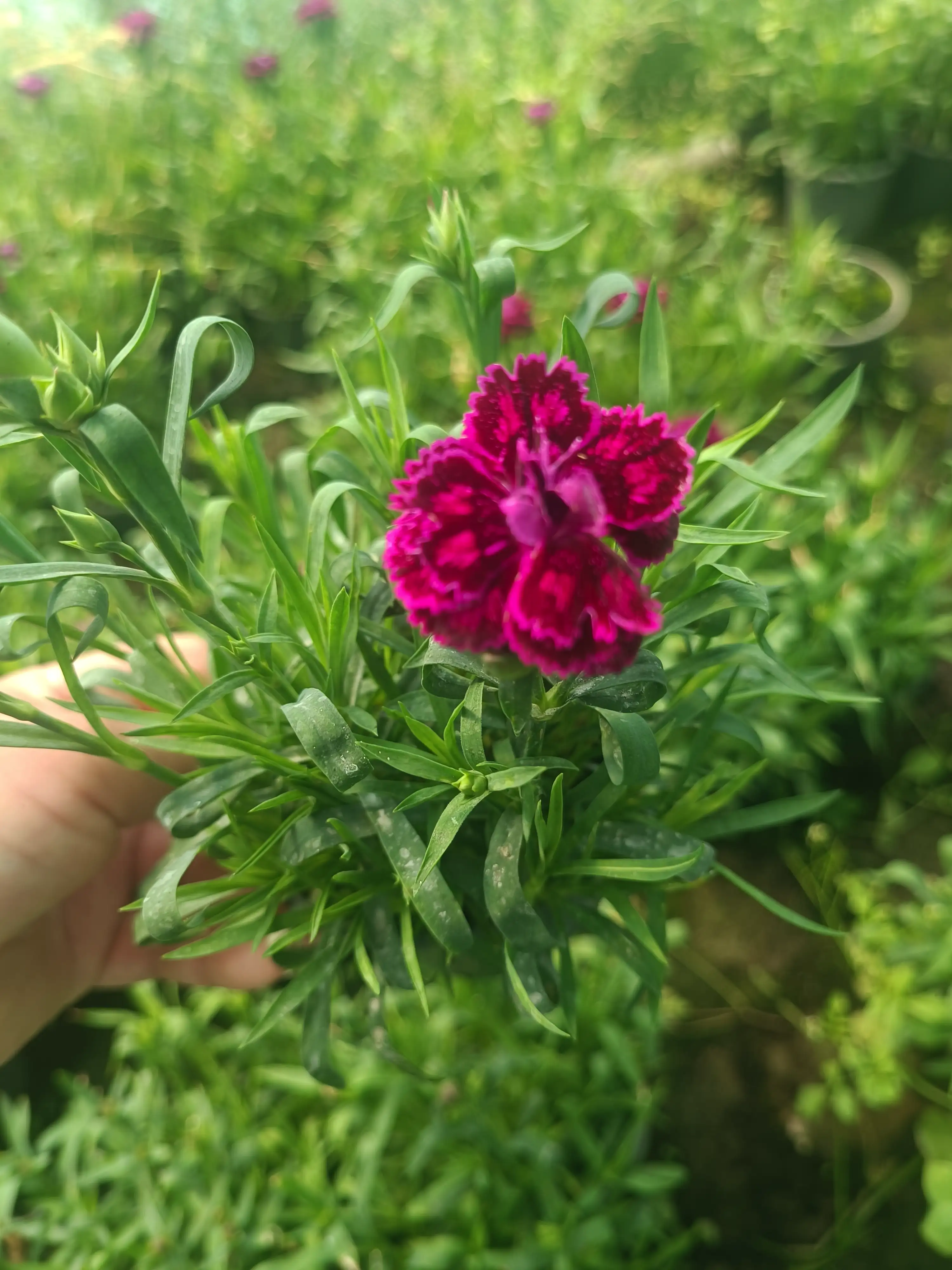 Гвоздика багаторічна Oscar Purple Wings (касетна розсада)