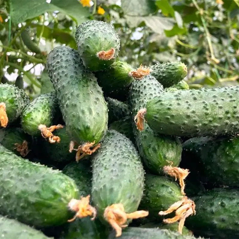 Огірок ES 22020 F1 (Ergon Seeds)