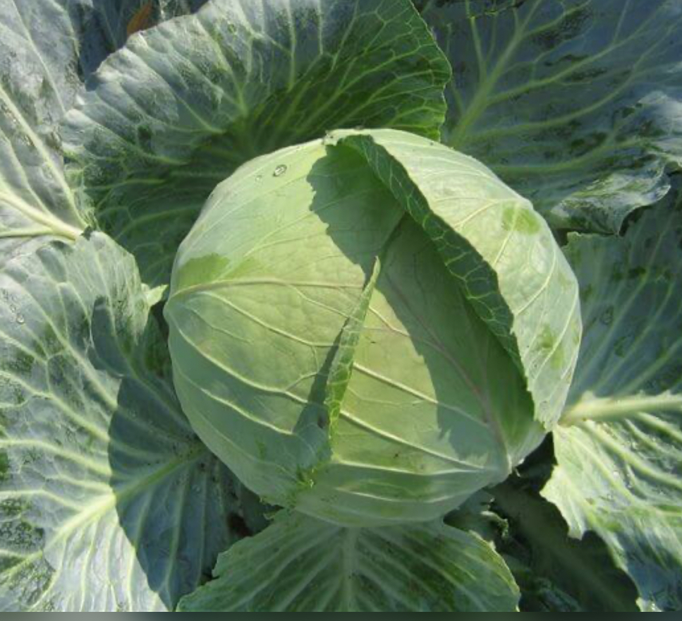 Капуста Дитмаршер Фрюєр 1 г (АгроМайст)