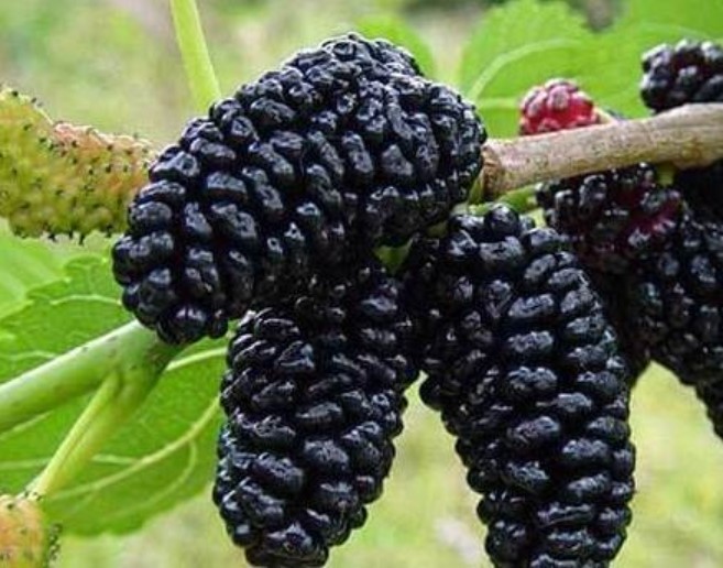 Шовковиця чорна Королівська