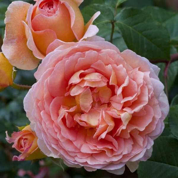 АБРАХАМ ДЕРБІ (Abraham Darby)