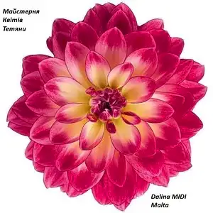 Жоржина Dalina MIDI Malta (касетна розсада)