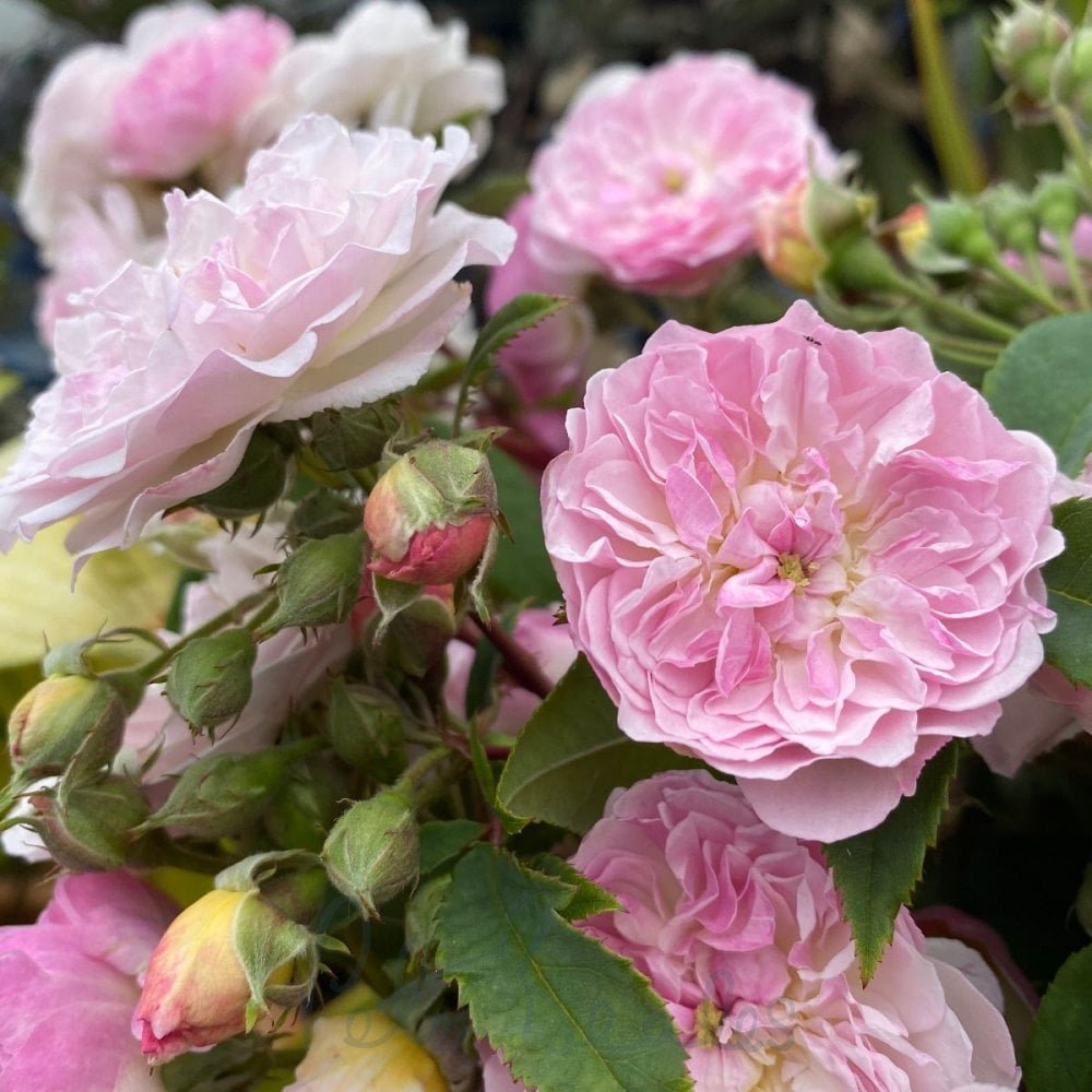 Романтік Сілуетта - Romantic Siluetta Rambler