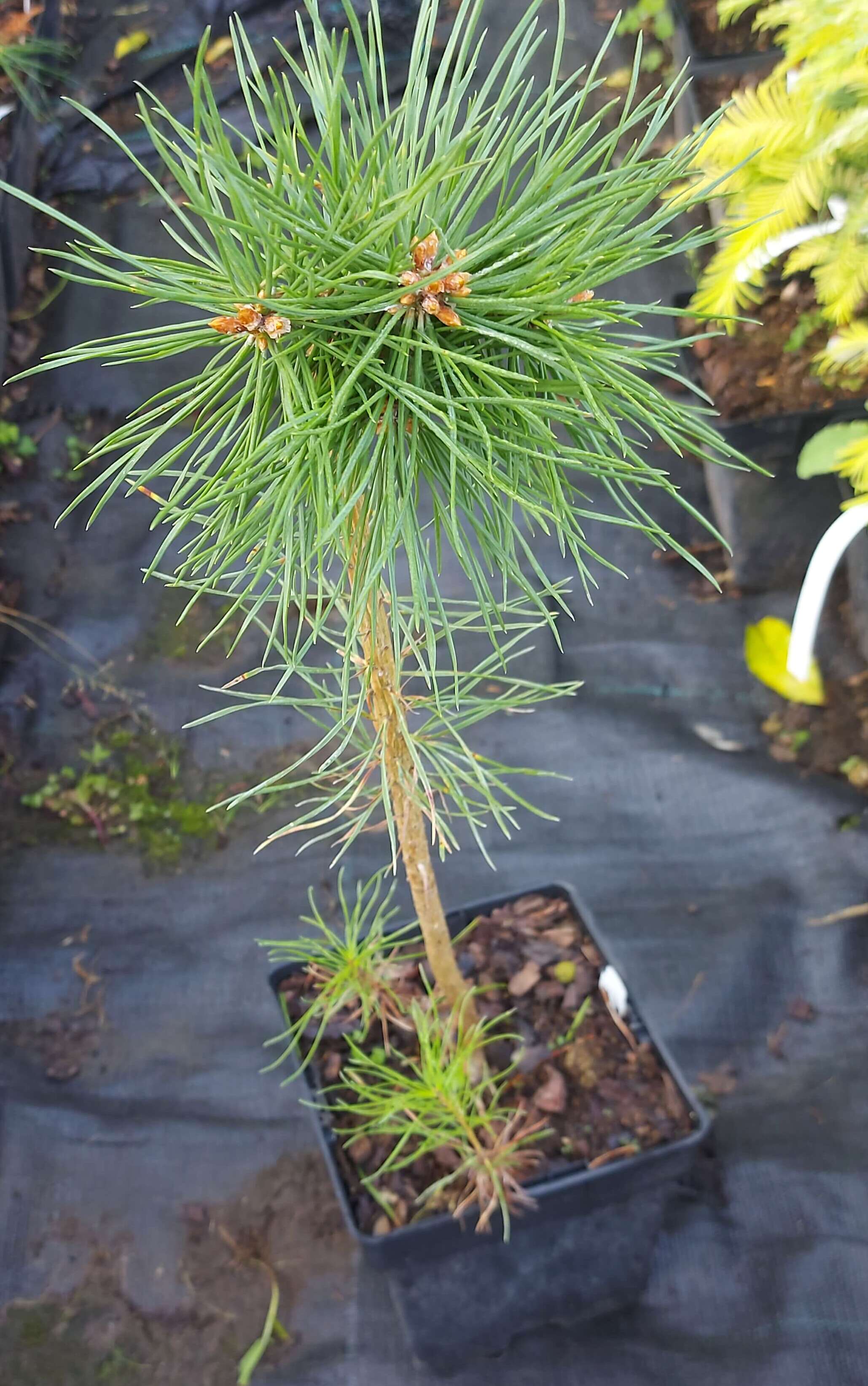 Pinus sylvestris 'Pepino'