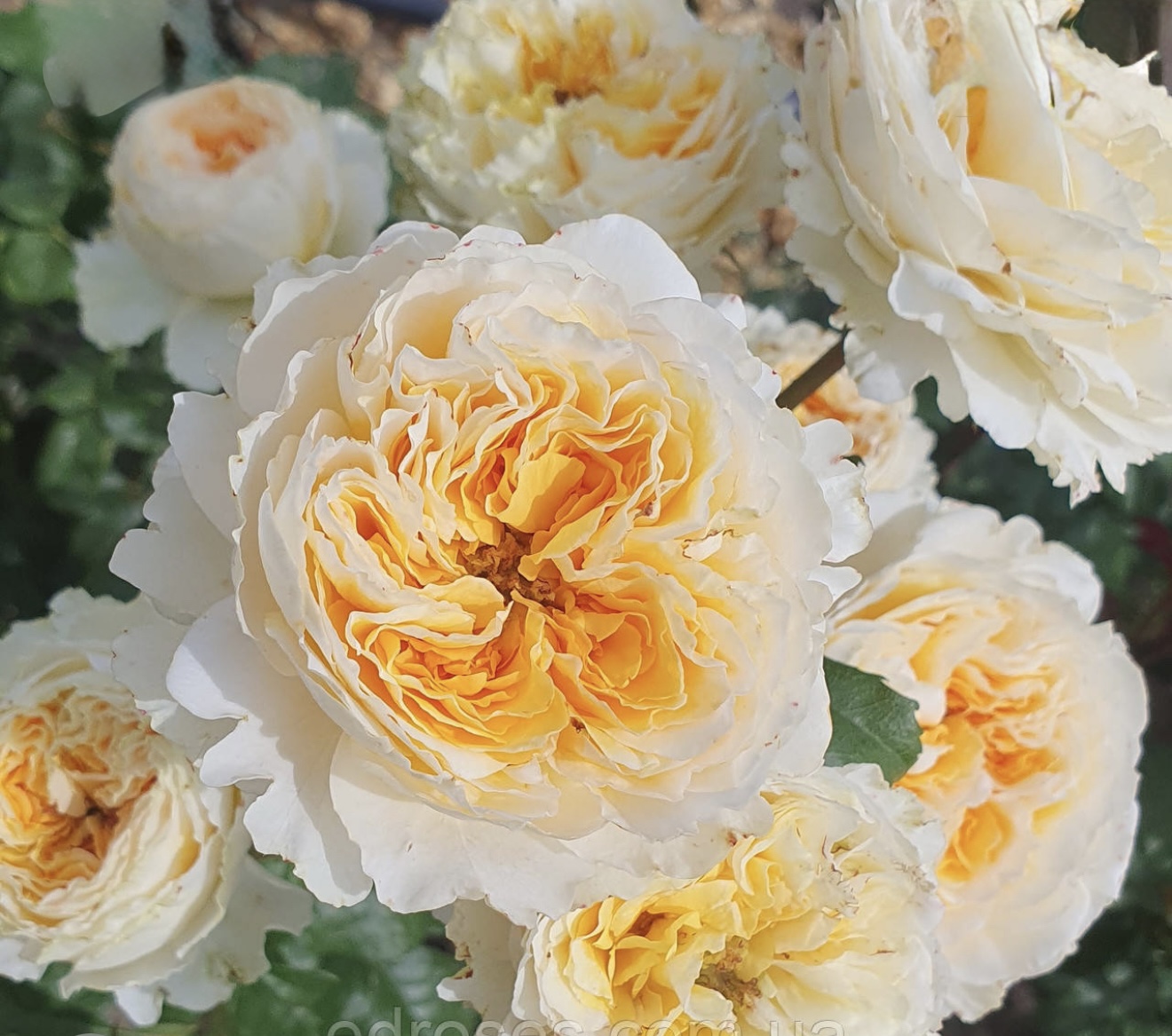 Троянда беатріс 2 р (ЗКС)