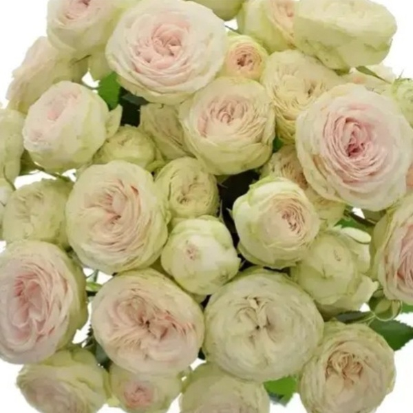 Місті Трендсеттер — Misty Trendsetter