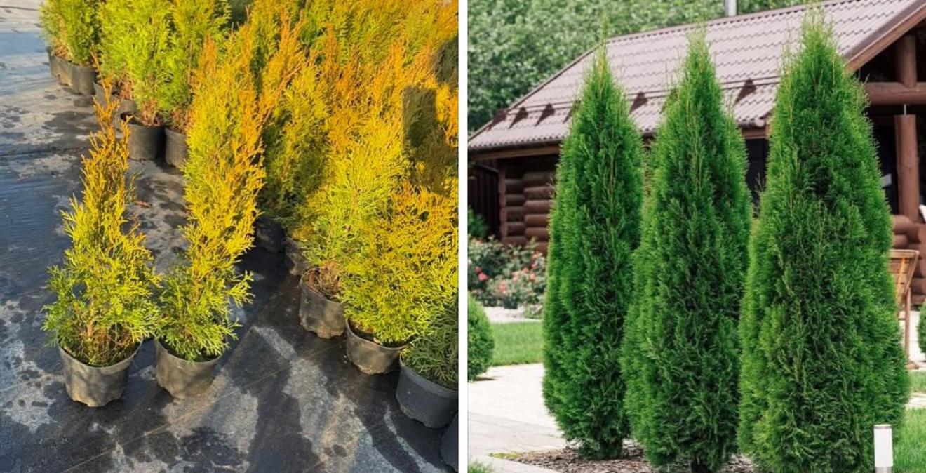 Туя смарагд 50 см 1,5 л