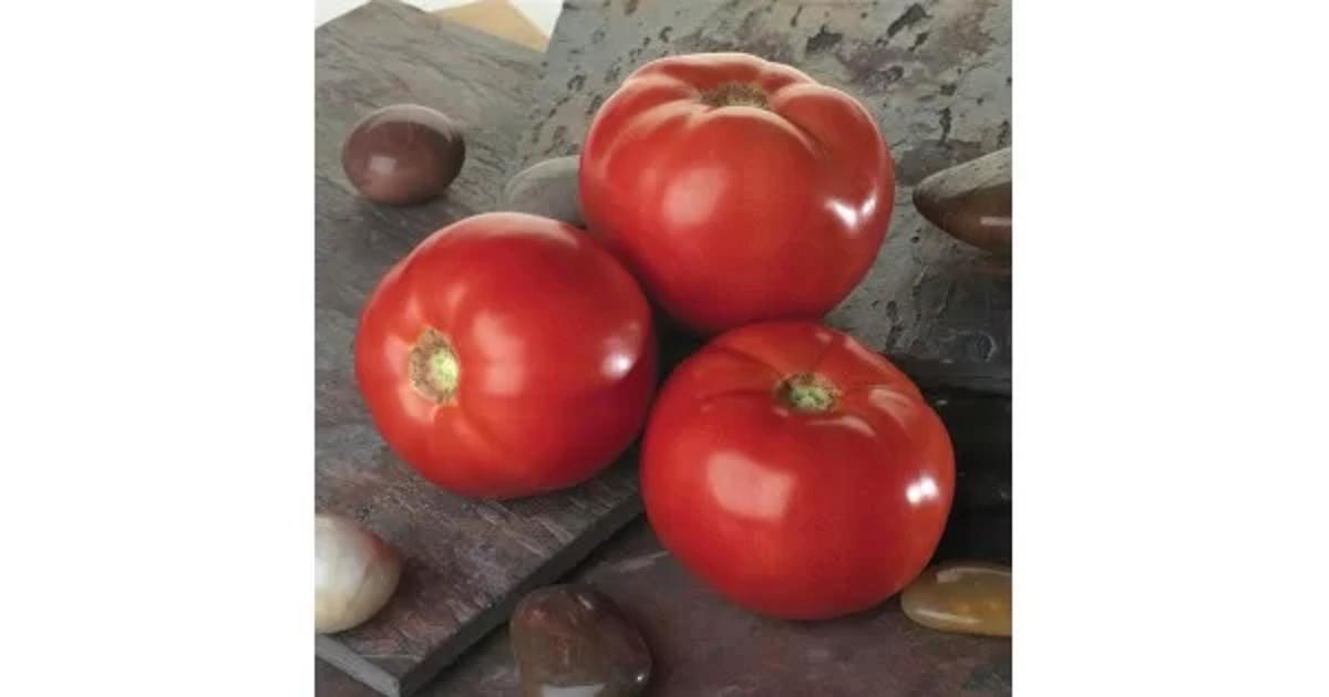 Семена томатов (помидор) Амапола F1 (AMAPOLA F1) 500 нас