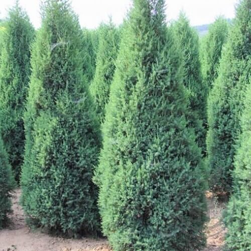 Ялівець китайський 'Stricta' Р9 10-20см