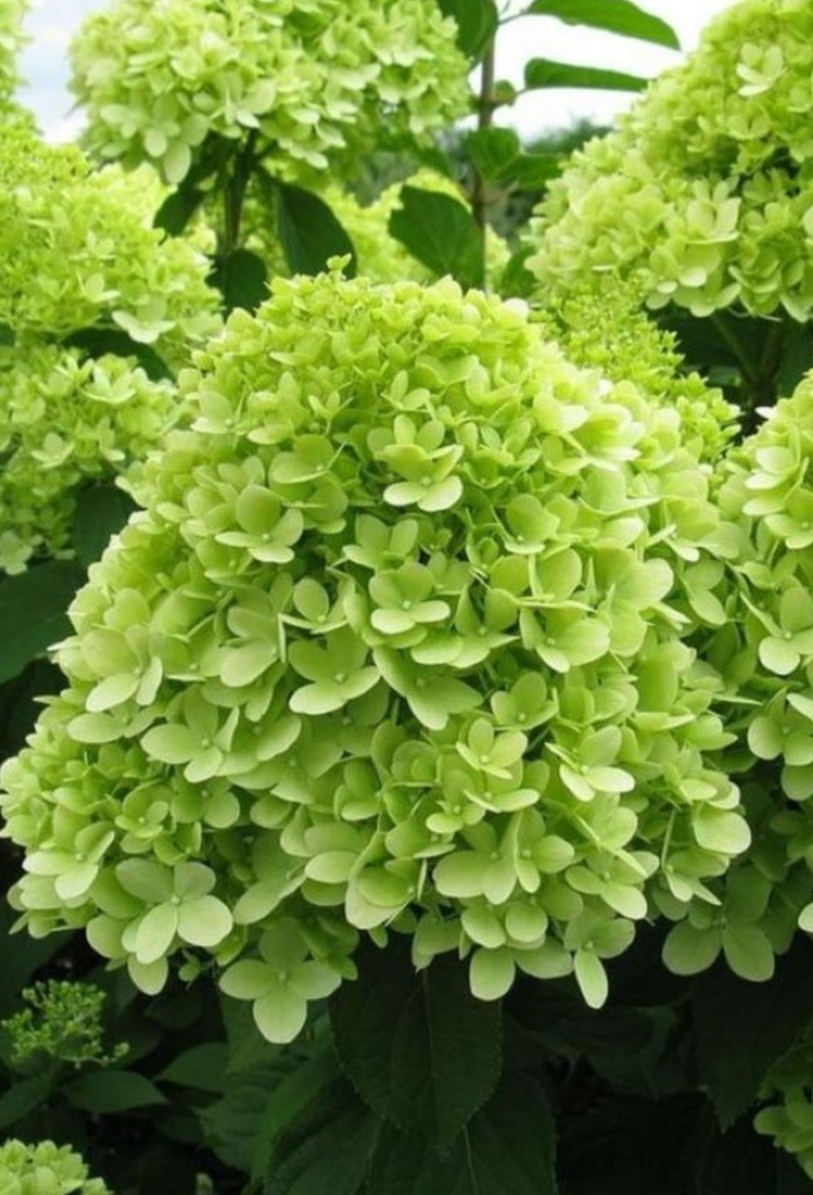 Гортензія мохіто 3 л 4 річна