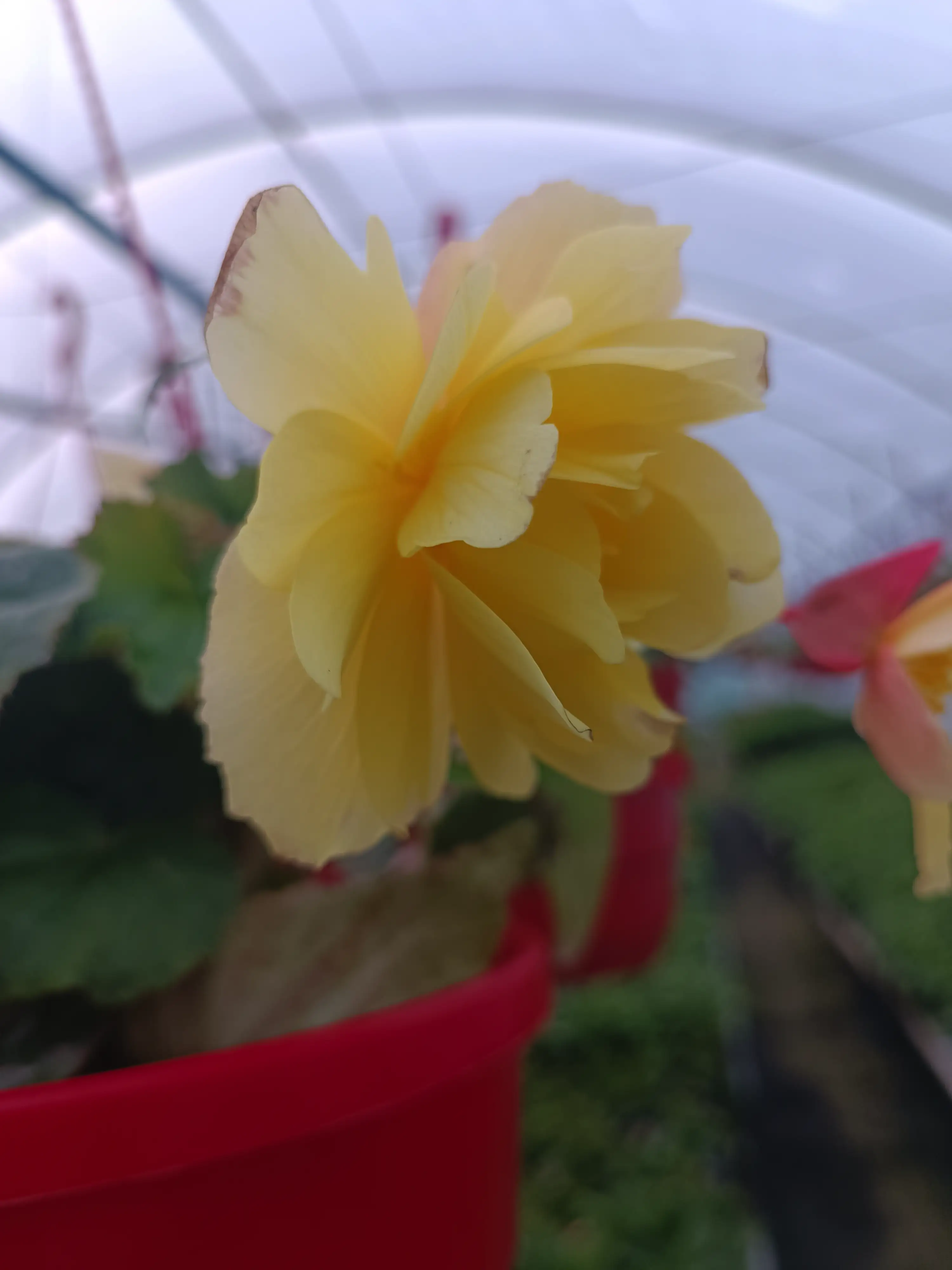 Бегонія Belleconia Cream (касетна розсада)