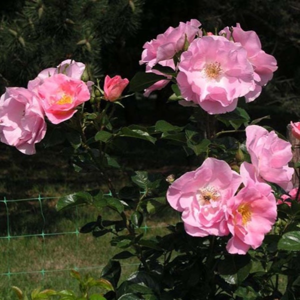 Пінк Робуста — Pink Robusta (ругоза)