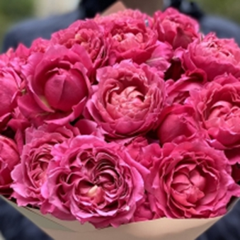 ДЖУЛІЄТ СЕРІЗ (Juliet cerise)