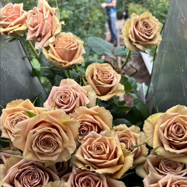 Теддіс — Teddys