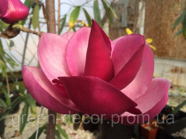 Магнолія 'Frank's Masterpiece' (Magnolia 'Frank's Masterpiece') — 100-150, C7,5