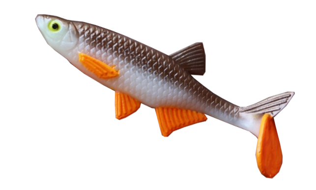 Alburnus Shad 4.2