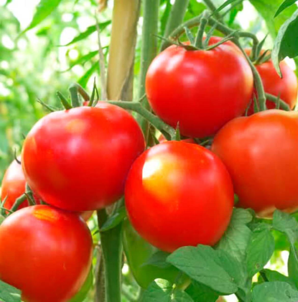 Помідор суперранній 0,1 г