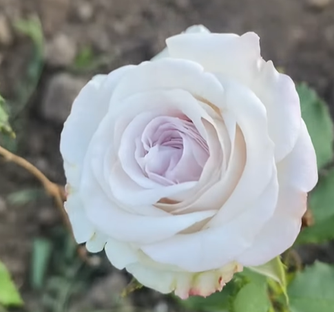 Містік Моментс — Mystic Moments