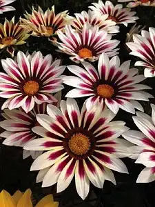 Газанія Rose Stripe (касетна розсада).