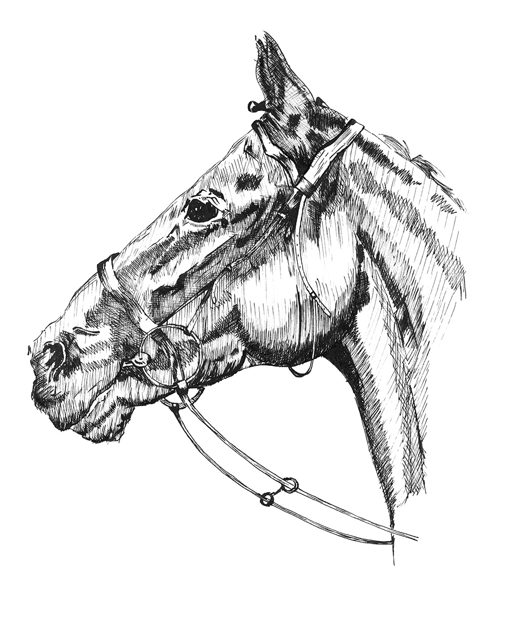 Arkle - Racehorse