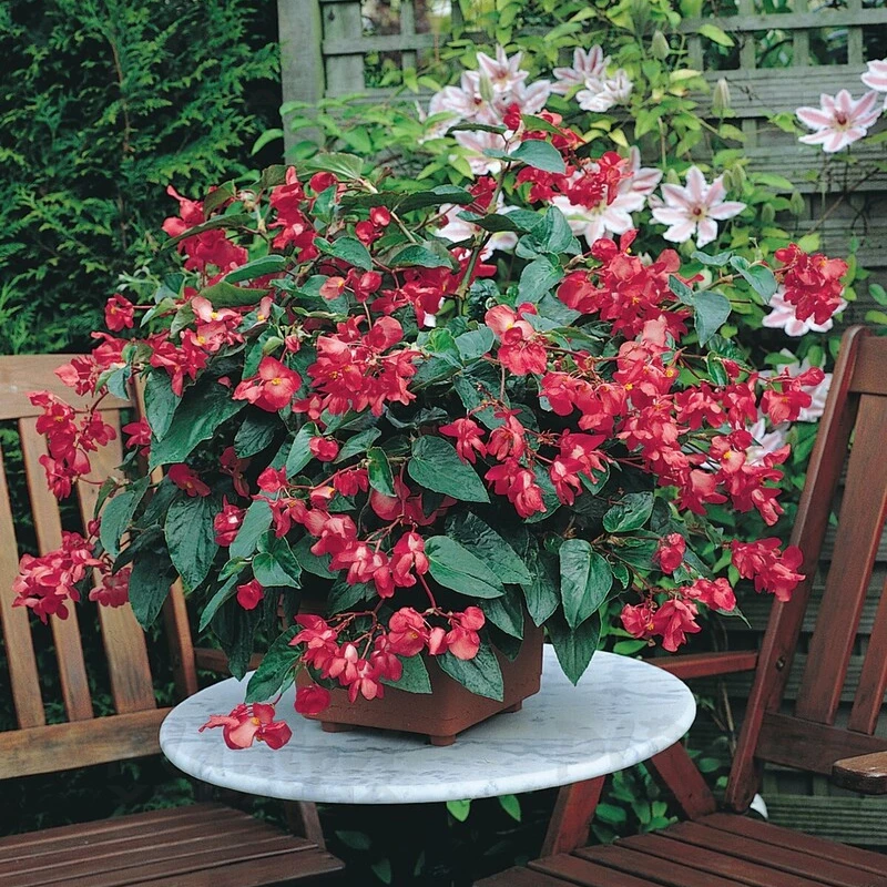 Бегонія Hybrida Dragon Wing Red ( в горщику )